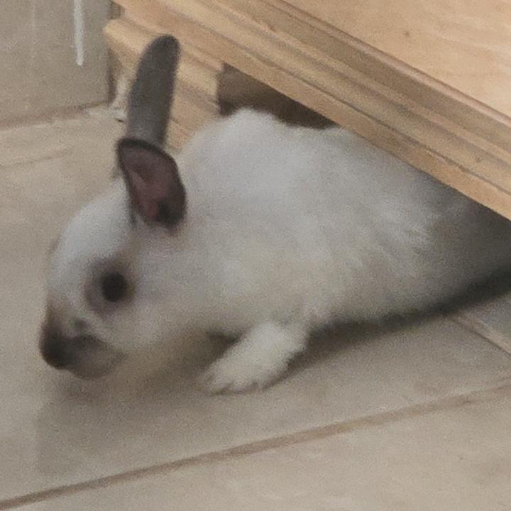 Roger el conejo Loco