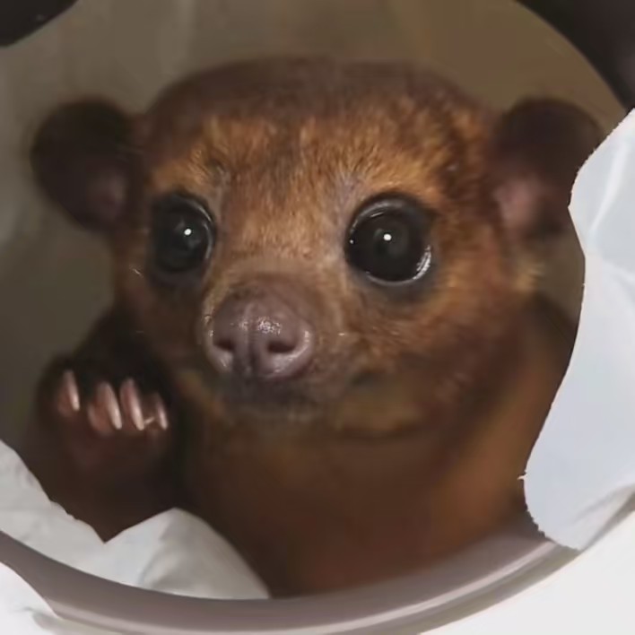 キンカジュ−のこげまる君🍌🧸