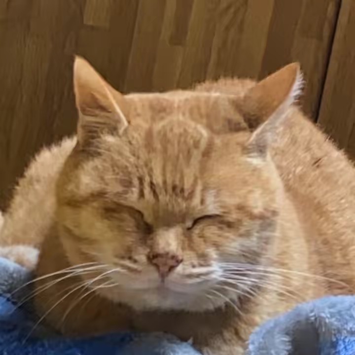 荒井咲宝🧡さほちゃん🌸🌸🖌️🔮