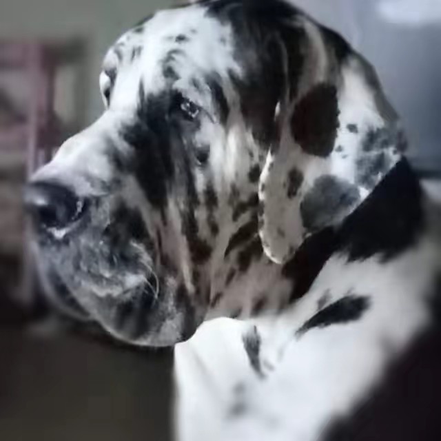Greatdane Ubonkennel