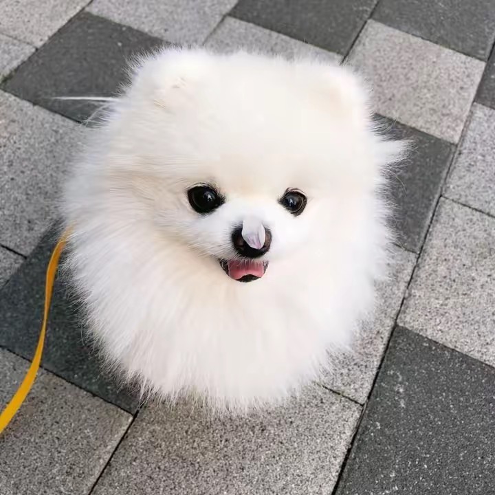 北海道ししおう