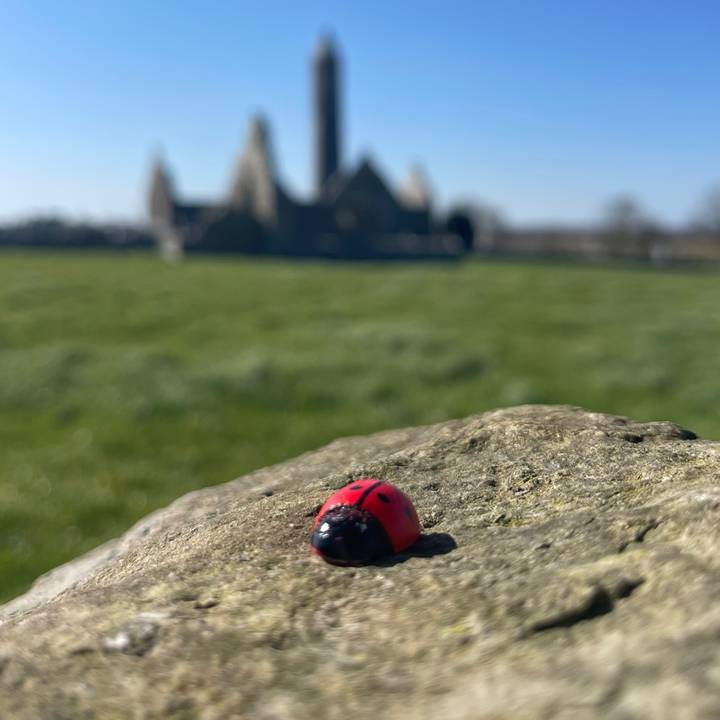 the_traveling_ladybug
