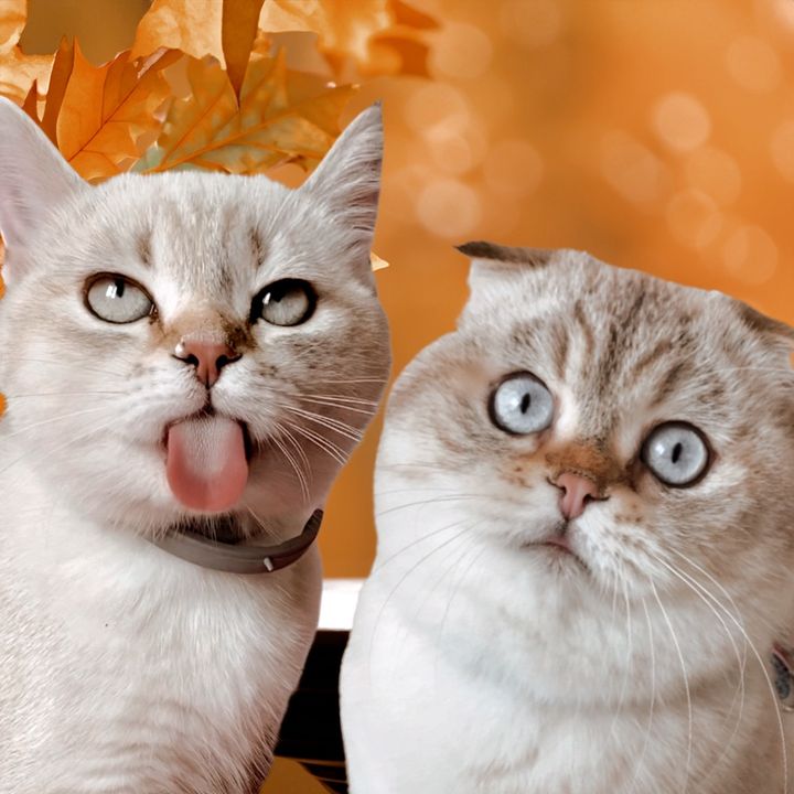 Лёлик и Миса