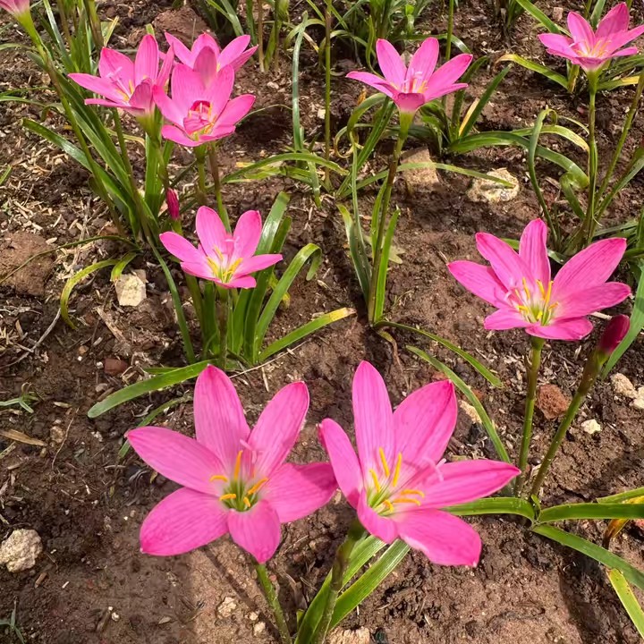 สวนบัวดินคุณยาย