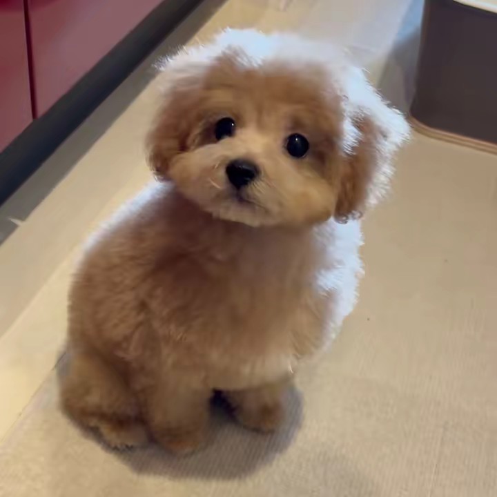 マルプーのコモ🐶