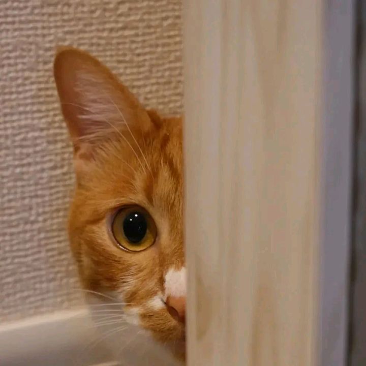 takasihmurah petshop