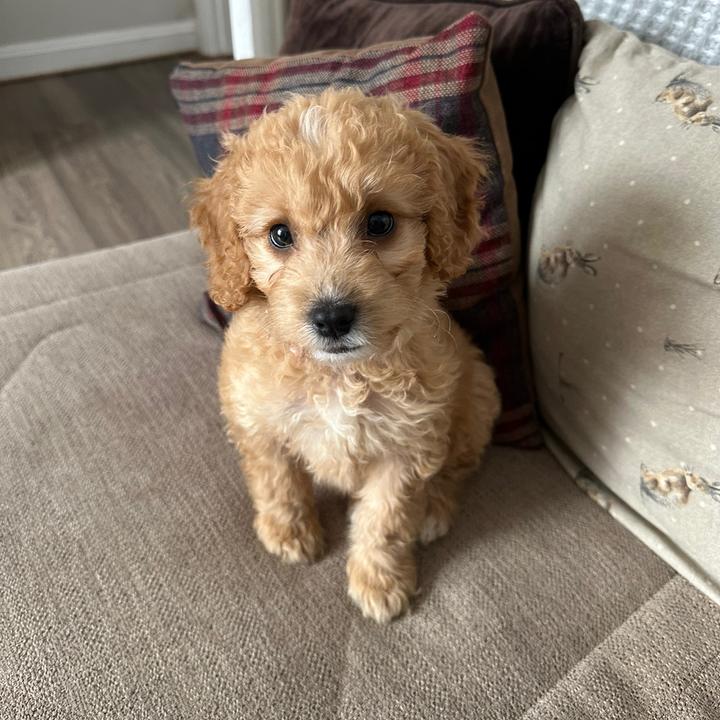 Olive the cockapoo