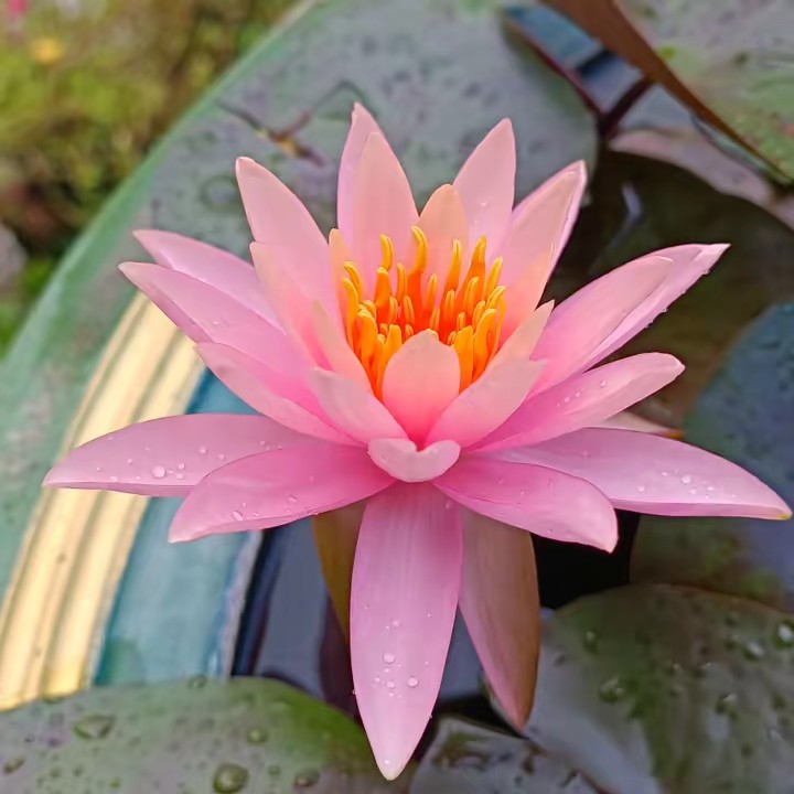 น้ากอล์ฟ