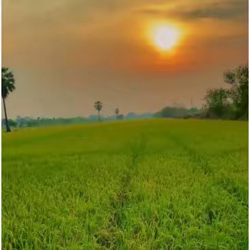 ข้าวหอมบ้านนา