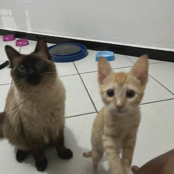 A casa dos oito gatos