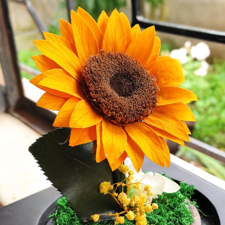 ☪𝓟𝓮𝓺𝓾𝓮 𝓓𝓾𝓵𝓬𝓲𝓷𝓮𝓪