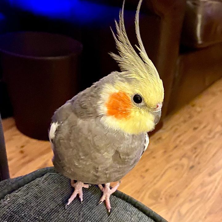 Coco and Zuko the Dinotiel.