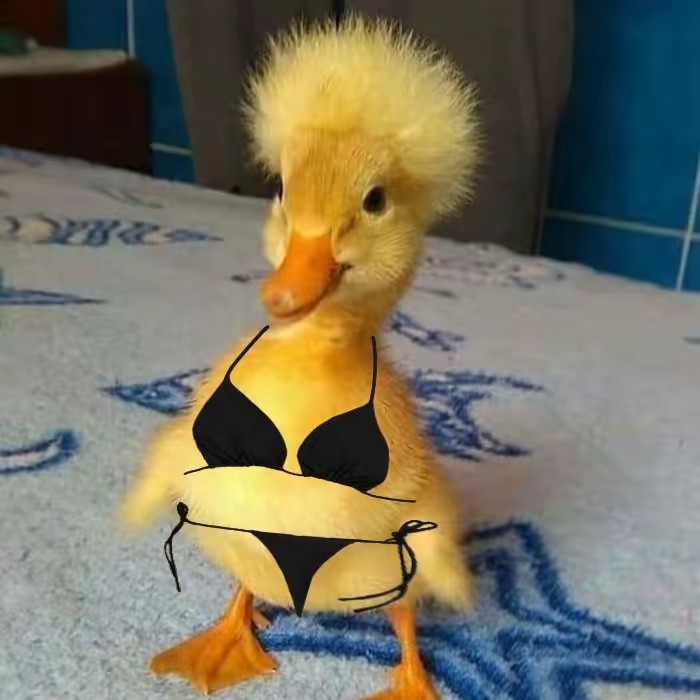 เป็ดโป๊