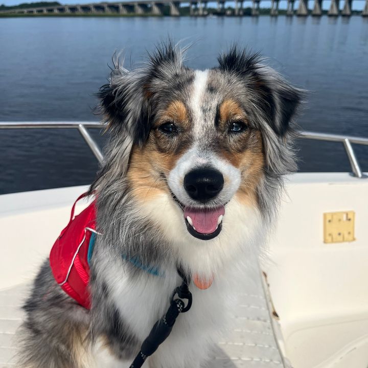 Maggie_Mini.Aussie