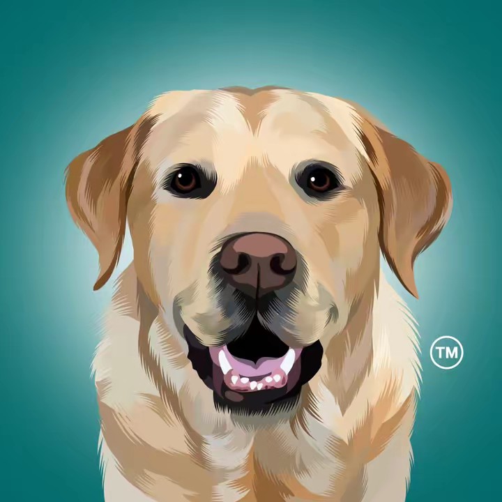 Magnus The Therapy Dog
