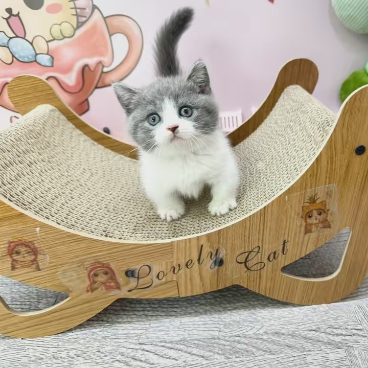 貓來了🐈‍⬛🐈‍⬛🐈‍⬛