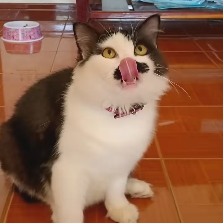 ร้านของชำของChalee🐱