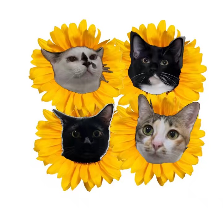 แมวเป้าทั้งสี่ตัว