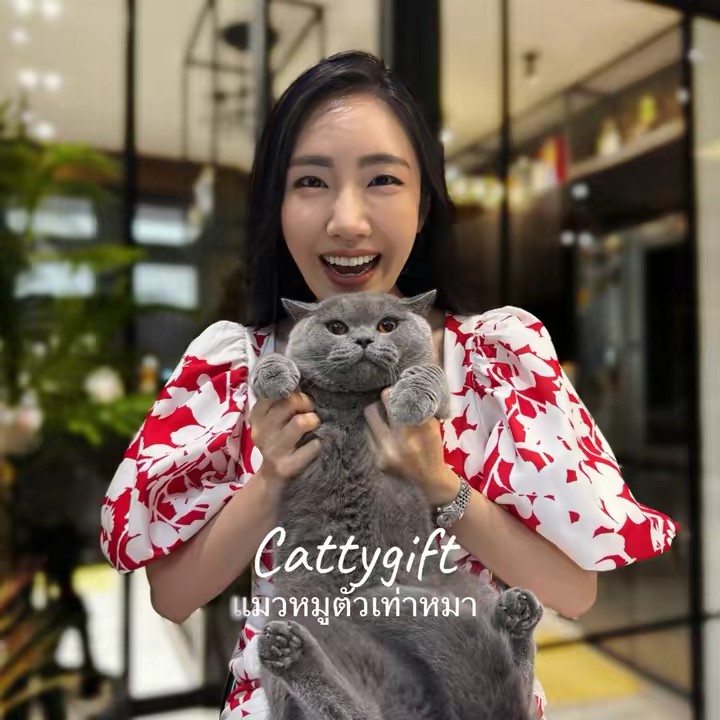Cattygift