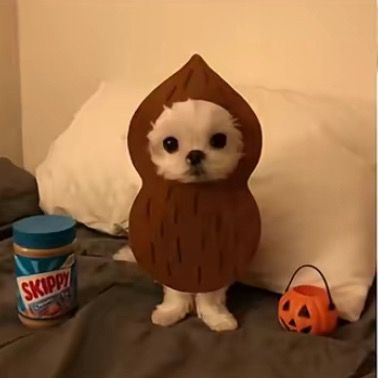 gabriellaguerraa🇲🇽🌸