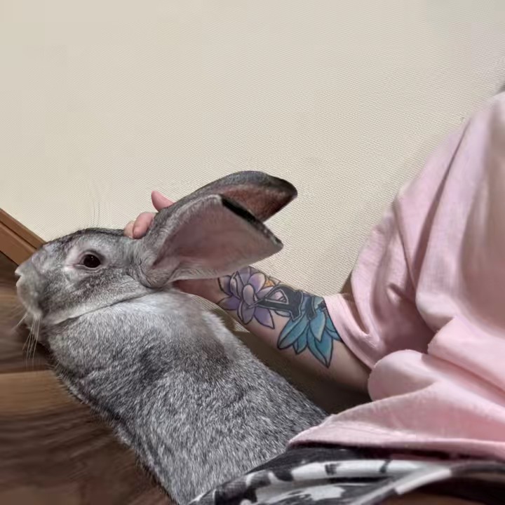 ⓐⓝⓔⓖⓞ🐰ྀི