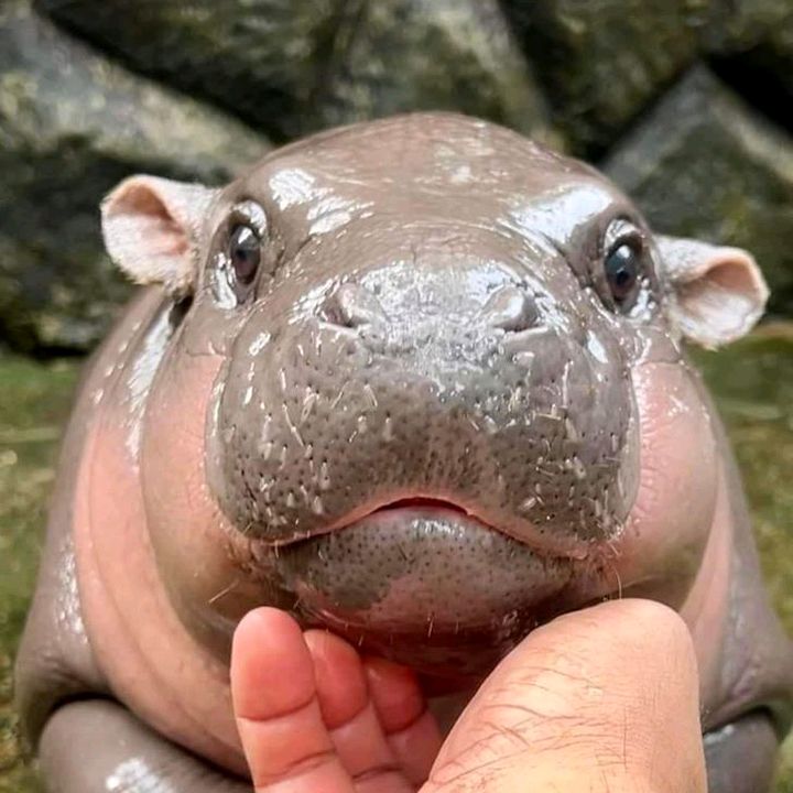 ปอมปอม ขายทุกอย่าง