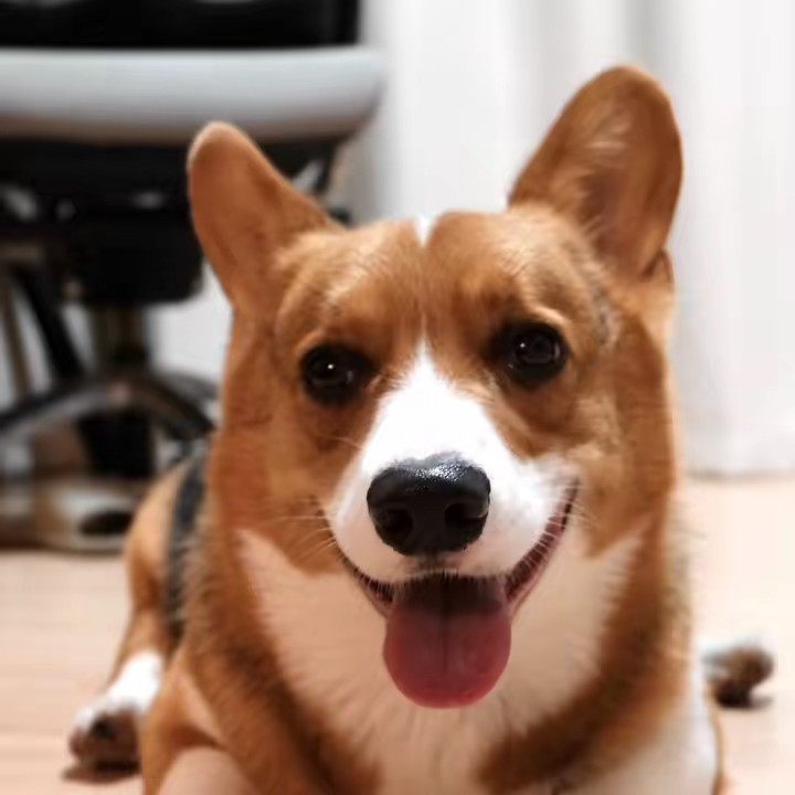 คอปเปอร์อยากเป็นดารา