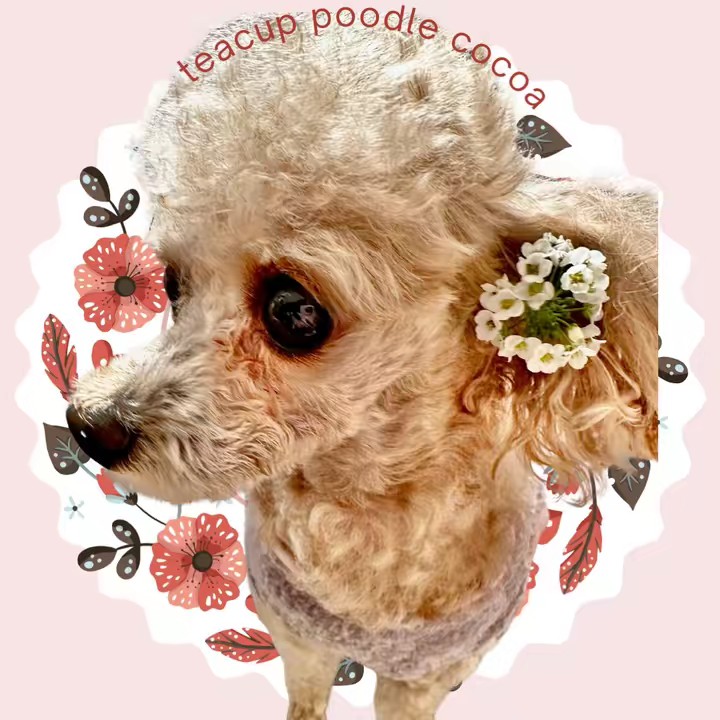 ここあ🐩💕Tiktok犬部いやし課・癌サバイバー