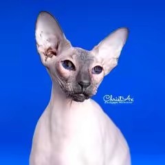 Thoresteel.glittery.hill's40