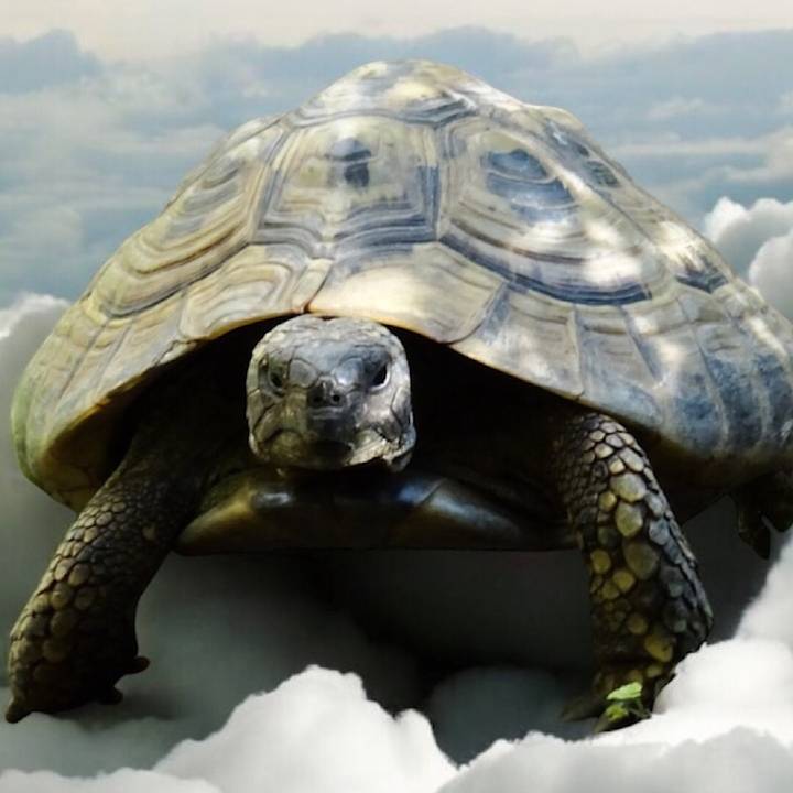 Stracki🐢worldwide