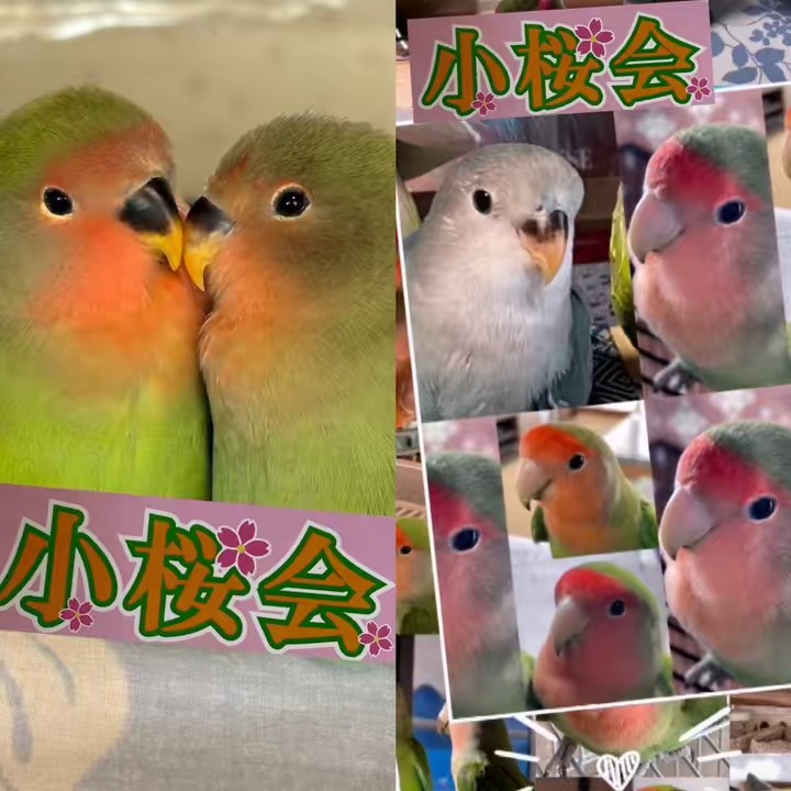 おちえさん（小桜会🌸）