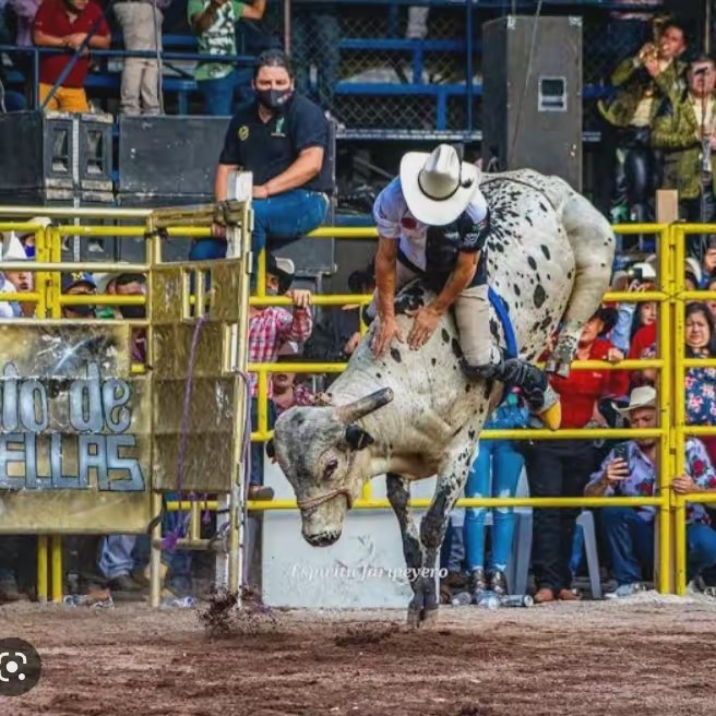 Puro Jaripe perron 🔥