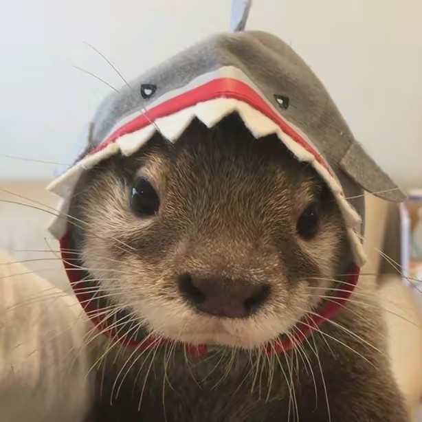 ⤿ lah 🦴🦇 ๋࣭ ⭑