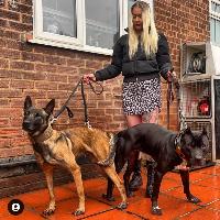 dog training tips and tricks