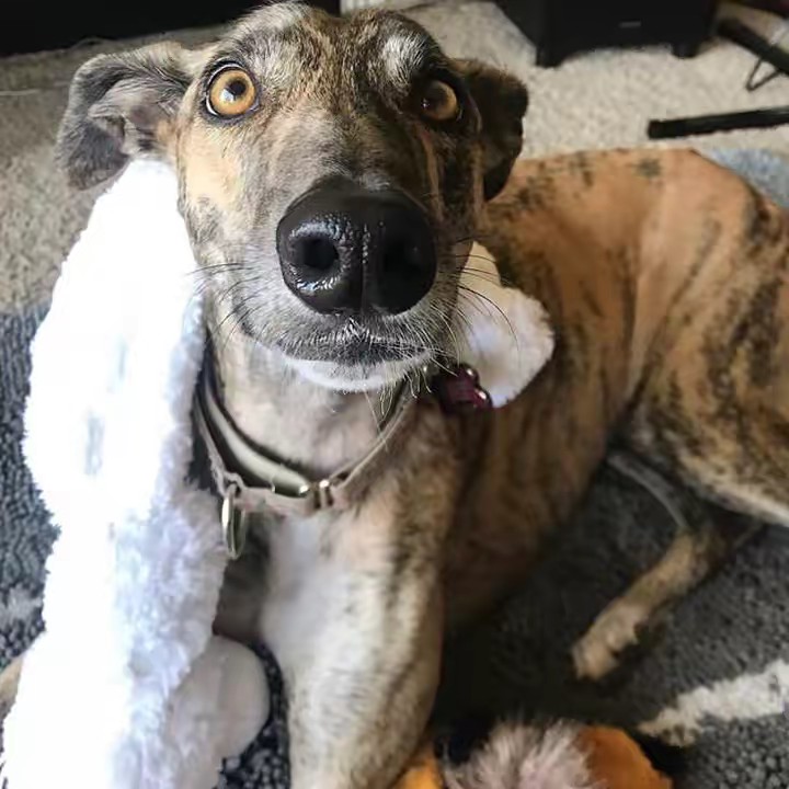 Millie The Noodle Horse