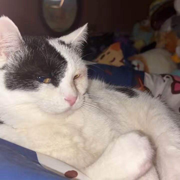 ひめちゃんニャン