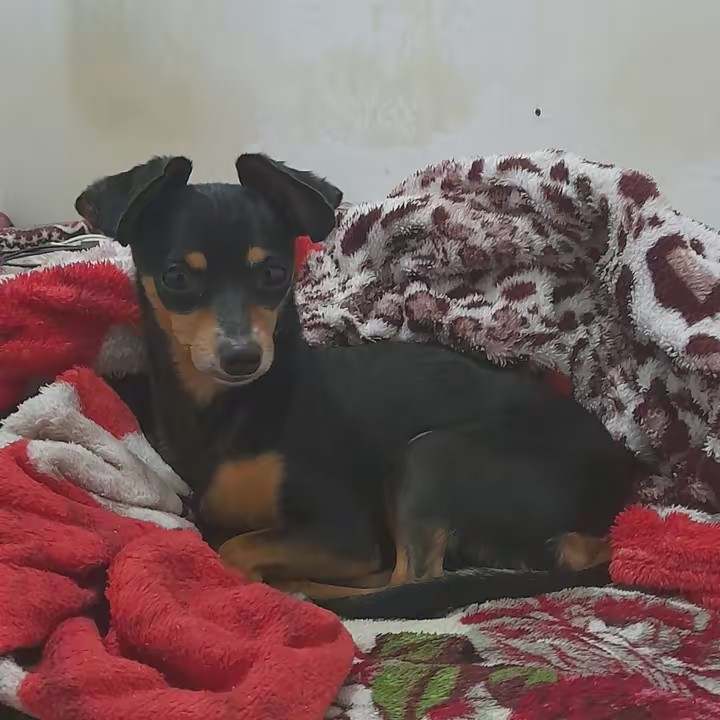 🐶Maylon_Pincher🐶