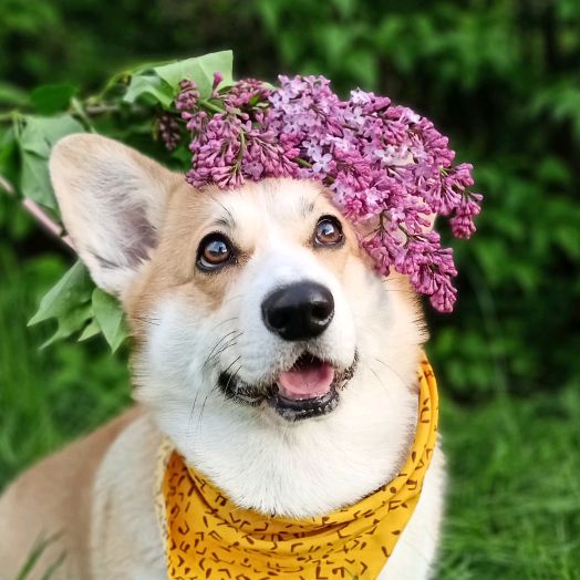 corgi_lifka_olivka