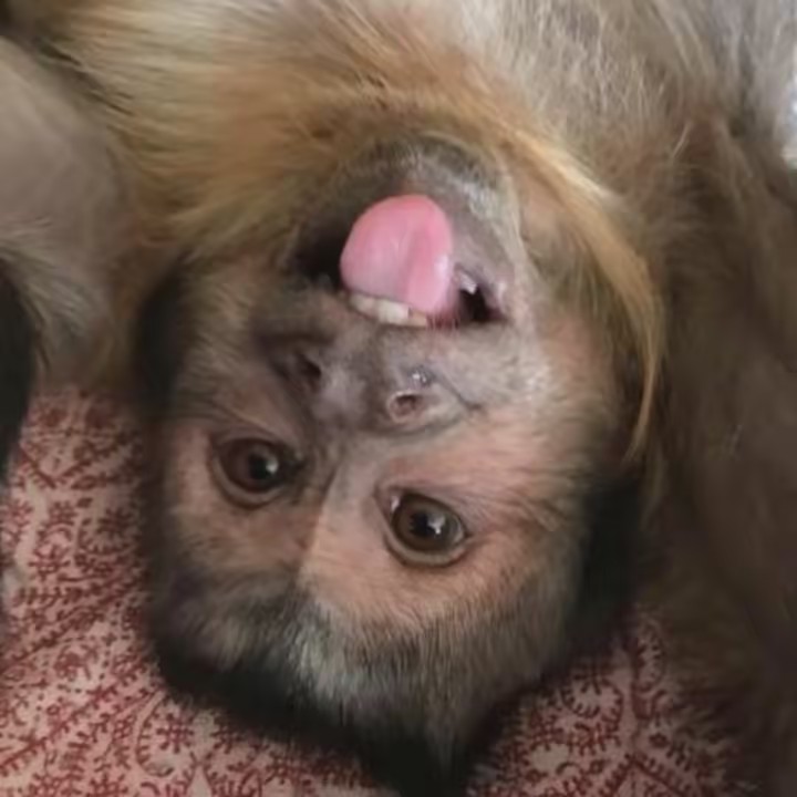 Georgie Boy the Monkey