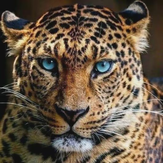 креш-ю теве