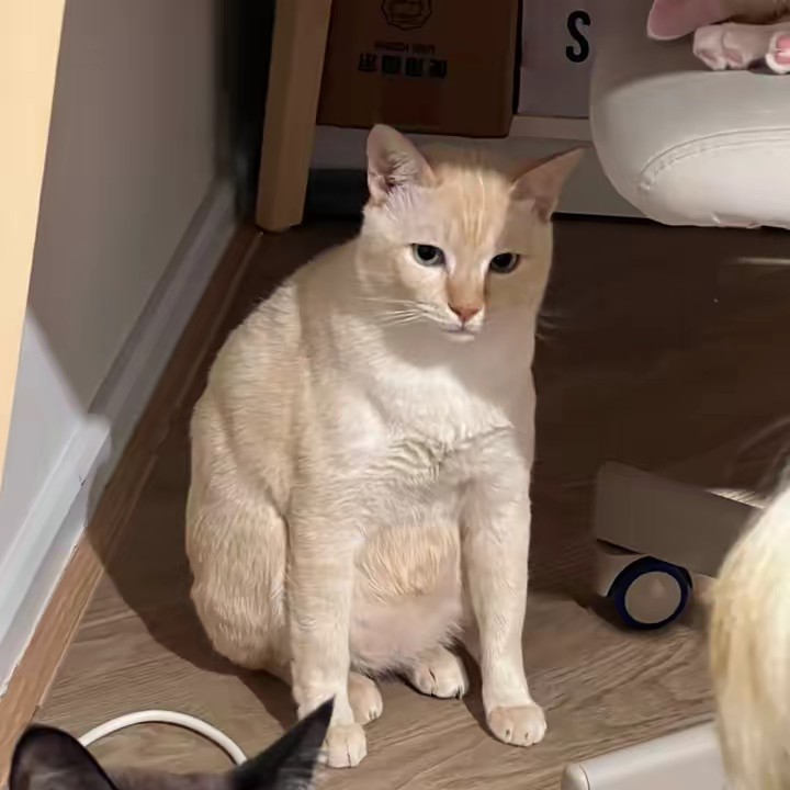 หม่ามี๊ & เดอะเมี๊ยว