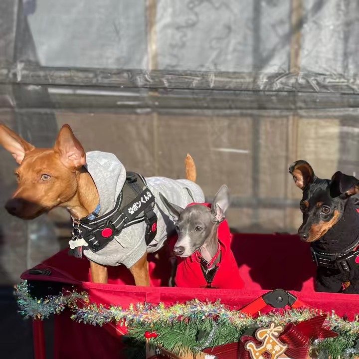 ピン、ポン、クッシュの日常