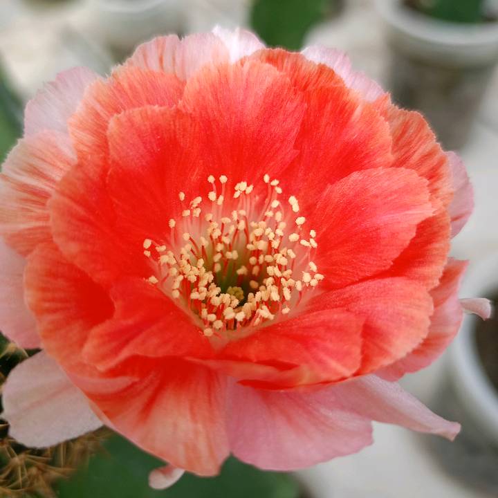 บ้านสวนแคคตัสNBK.