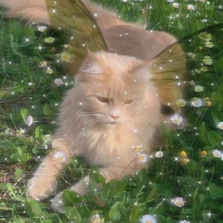 mushroom_username • inimigos