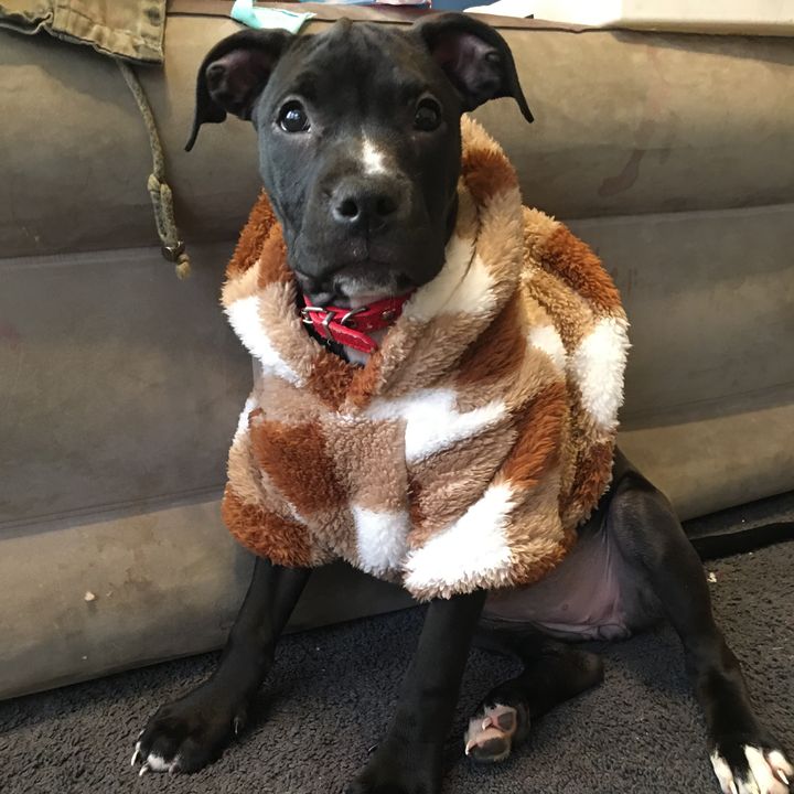 🐶The life of Eva puppypower🐶