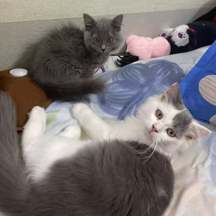 Gia đình Sói Xám