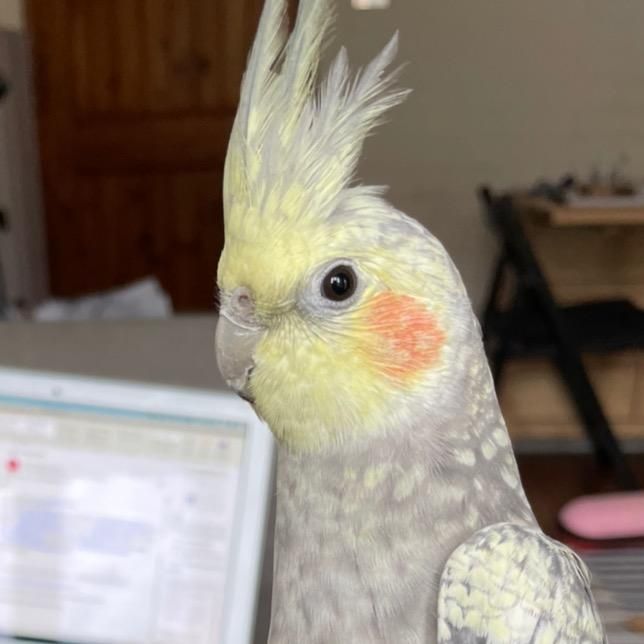 A birb named Sammi