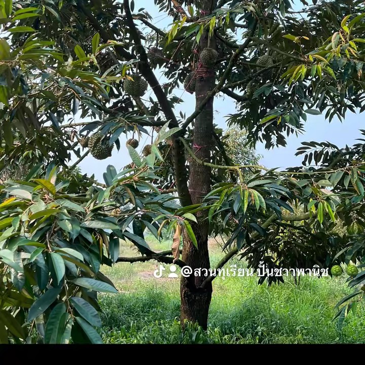 ปั่นชาเกษตรพาณิชย์🌳🌳