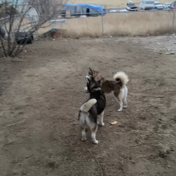 Apollo and Niyah (Dear Jojo)