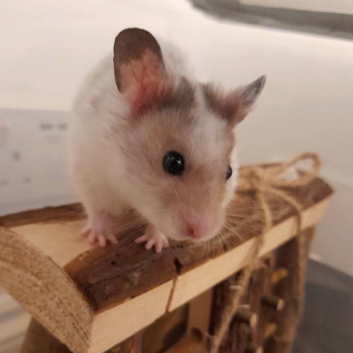 Snowball the hamster